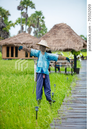 Scarecrow strawman in the rice field Scarecrow strawman in the rice field 70502009