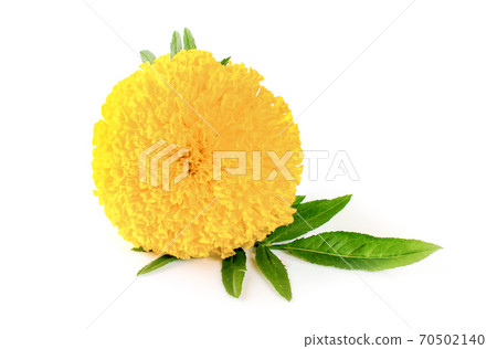 Yellow marigold. Isolated on a white background with clipping paths. Yellow marigold. Isolated on a white background with clipping paths. 70502140