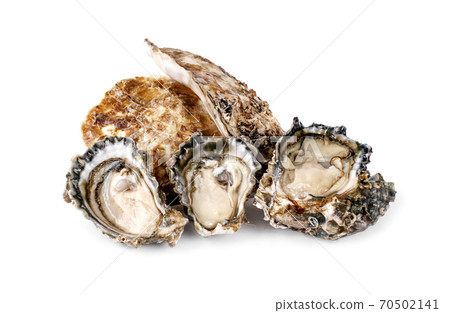fresh oysters an isolated on white background fresh oysters an isolated on white background 70502141