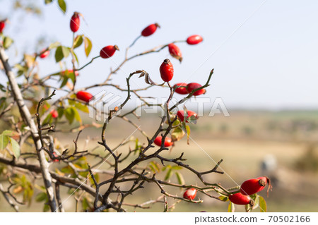 Rosehip red berries on the bush 70502166