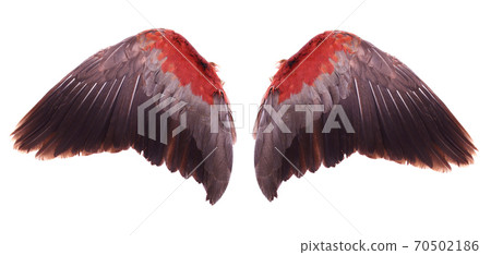 wings of birds isolated on white bacground wings of birds isolated on white bacground 70502186