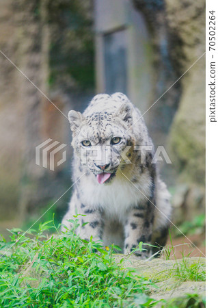 Snow leopard 70502264