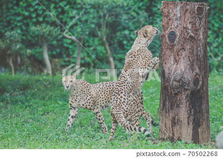 Cheetah brothers 70502268