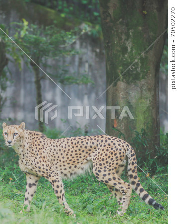 Walk cheetah 70502270