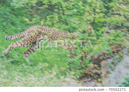Dash cheetah 70502271