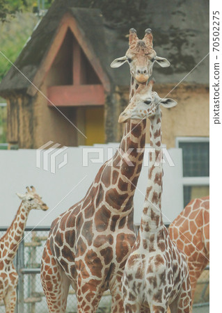 Good friend Kirin Good friend Kirin 70502275