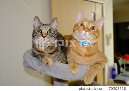 Good friends brother and sister ① 70502318