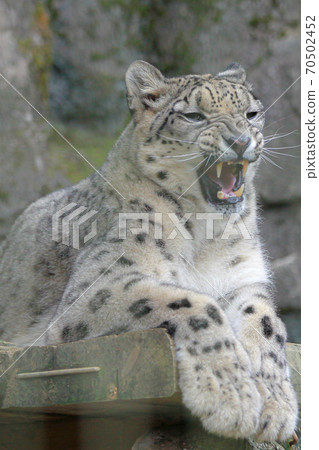 Snow leopard after yawning 70502452