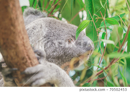 Koala Koala 70502453