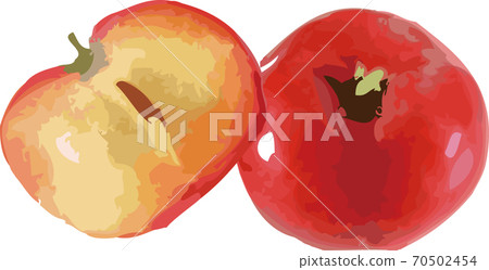 針葉樹圖 70502454