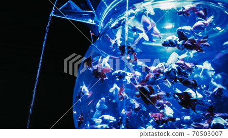 一群金魚 70503007