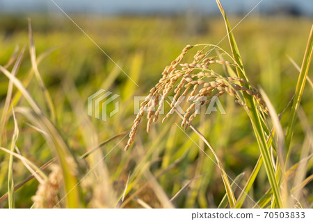 Inaho bathing in the setting sun (October) 70503833