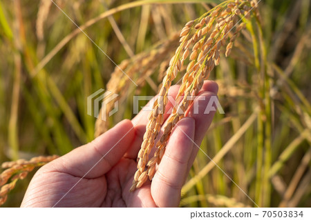 Image of rice cultivation and production management check (October) 70503834