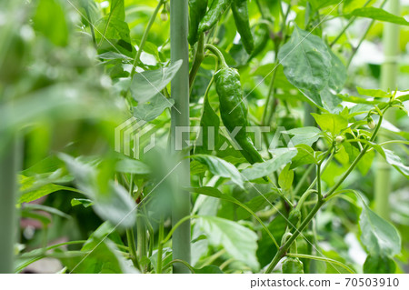 Cultivation of sweet beauty (Amanaga Togarashi) (July) Home garden 70503910