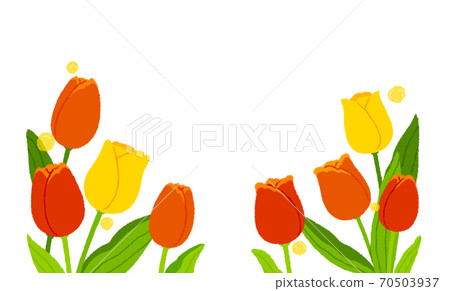 Tulip background transparent 70503937