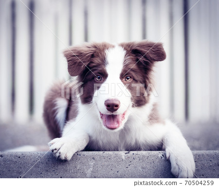 Adorable Border Collie puppy sitting on the ground. Four months old fluffy puppy in the park. 70504259