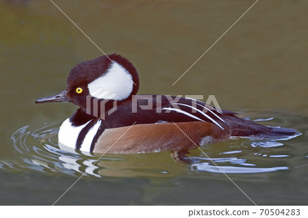 Male Hooded Merganser, Lophodytes cucullatus, close view 70504283