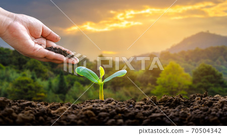 environment Earth Day In the hands of trees growing seedlings. Bokeh green Background Female hand holding tree on nature field grass Forest conservation concept 70504342
