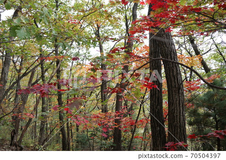 Longevity autumn leaves 70504397