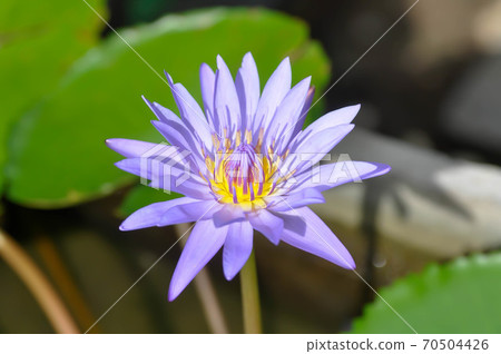 lotus or florescent purple lotus 70504426