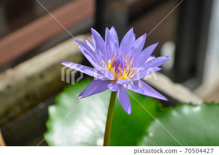 lotus or florescent purple lotus 70504427