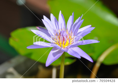 lotus or florescent purple lotus 70504428