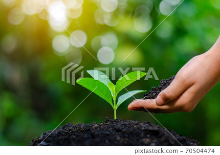 In the hands of trees growing seedlings. Bokeh green Background Female hand holding tree on nature field grass Forest conservation concept 70504474