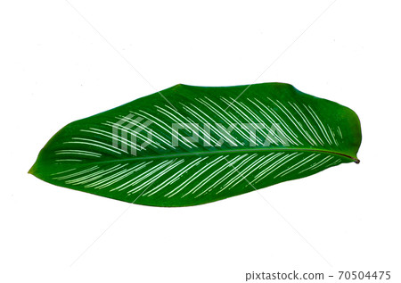 Leaves Calathea ornata pin stripe background White Isolate Leaves Calathea ornata pin stripe background White Isolate 70504475