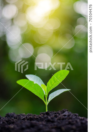 Planting seedlings young plant in the morning light on nature background 70504476