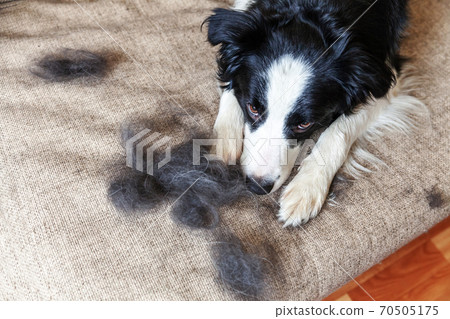 Funny portrait of cute puppy dog border collie with fur in moulting lying down on couch. Furry little dog and wool in annual spring or autumn molt at home indoor. Pet hygiene allergy grooming concept. Funny portrait of cute puppy dog border collie with fur in moulting lying down on couch. Furry little dog and wool in annual spring or autumn molt at home indoor. Pet hygiene allergy grooming concept. 70505175