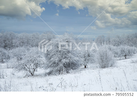 snowy winter forest snowy winter forest 70505552