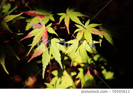 足立區秋葉工行 足立區秋葉工行 70505611