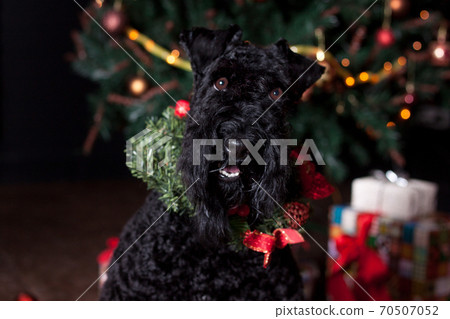 Irish blue terrier with a christmas wreath. 70507052