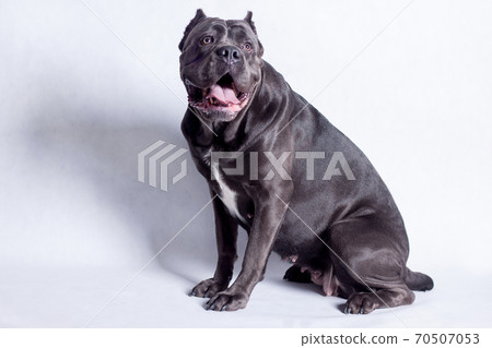 Cane corso italiano isolated on white background. 70507053