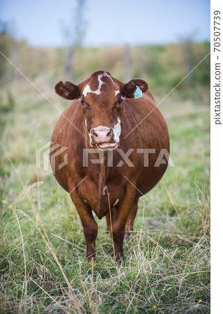 Cow inthefield.La Pampa Argentina 70507739