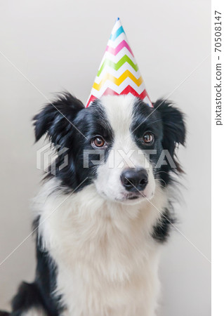 Funny portrait of cute smiling puppy dog border collie wearing birthday silly hat looking at camera isolated on white background. Happy Birthday party concept. Funny pets animals life. 70508147