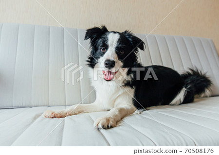 Funny portrait of cute smiling puppy dog border collie on couch Funny portrait of cute smiling puppy dog border collie on couch 70508176
