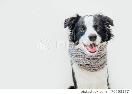 Funny studio portrait of cute smiling puppy dog border collie wearing warm clothes scarf around neck isolated on white background. Winter or autumn portrait of little dog. 70508177