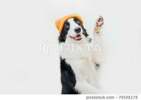 Funny studio portrait of cute smiling puppy dog border collie wearing warm knitted clothes yellow hat isolated on white background. Winter or autumn portrait of new lovely member of family little dog. Funny studio portrait of cute smiling puppy dog border collie wearing warm knitted clothes yellow hat isolated on white background. Winter or autumn portrait of new lovely member of family little dog. 70508178