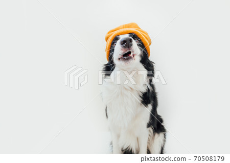 Funny studio portrait of cute smiling puppy dog border collie wearing warm knitted clothes yellow hat isolated on white background. Winter or autumn portrait of new lovely member of family little dog. Funny studio portrait of cute smiling puppy dog border collie wearing warm knitted clothes yellow hat isolated on white background. Winter or autumn portrait of new lovely member of family little dog. 70508179