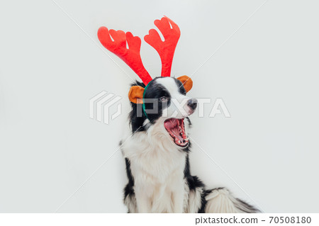 Funny studio portrait of cute smiling puppy dog border collie wearing Christmas costume red deer horns hat isolated on white background. Preparation for holiday. Happy Merry Christmas 2021 concept. 70508180