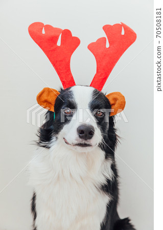 Funny studio portrait of cute smiling puppy dog border collie wearing Christmas costume red deer horns hat isolated on white background. Preparation for holiday. Happy Merry Christmas 2021 concept. Funny studio portrait of cute smiling puppy dog border collie wearing Christmas costume red deer horns hat isolated on white background. Preparation for holiday. Happy Merry Christmas 2021 concept. 70508181