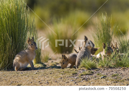 Patagonian cavy, Patagonia , Argentina Patagonian cavy, Patagonia , Argentina 70508250