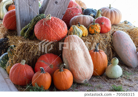 Front View of Farmers Market Ground of pumpkins on an Hay bale 70508315
