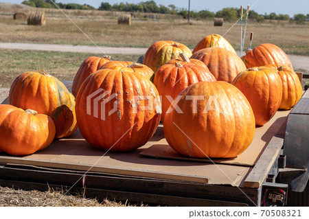 Front View of Farmers Market Large pumpkins on a flat bed trailer  70508321