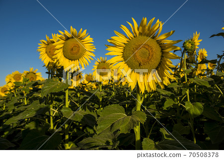 Sunflower cultivation.La Pampa Argentina 70508378