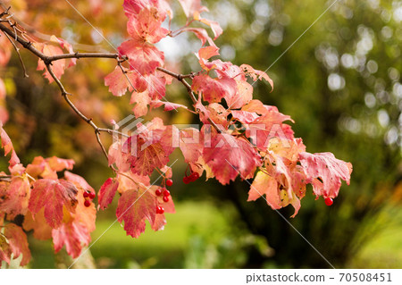 Viburnum bush with red berries and red autumn leaves 70508451