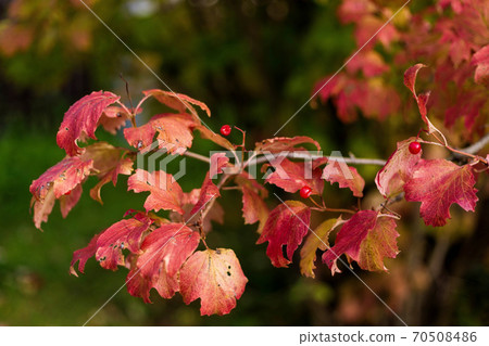 Viburnum bush with red berries and red autumn leaves 70508486