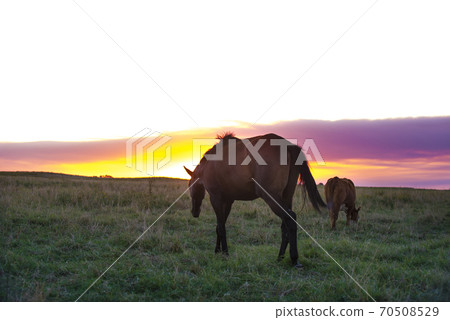 Pampas sunset landscape, La Pampa, Argentina Pampas sunset landscape, La Pampa, Argentina 70508529