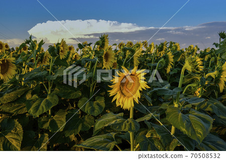 Sunflower cultivation.La Pampa Argentina 70508532